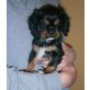 Cavalier King Charles Spaniel Welpen - Rüde