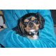 Cavalier King Charles Spaniel Welpen - Rüde