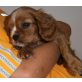 Cavalier King Charles Spaniel Welpen - Rüde