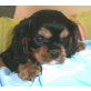 Cavalier King Charles Spaniel Welpen - Rüde