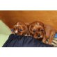 Cavalier King Charles Spaniel Welpen - Rüde