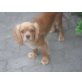 Cavalier King Charles Spaniel Welpen - Rüde