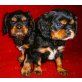 Cavalier King Charles Spaniel Welpen - Rüde