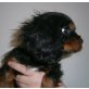 Cavalier King Charles Spaniel Welpen - Rüde