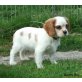 Cavalier King Charles Spaniel Welpen - Rüde