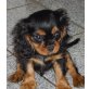 Cavalier King Charles Spaniel Welpen - Rüde