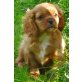 Cavalier King Charles Spaniel Welpen - Rüde