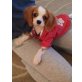 Cavalier King Charles Spaniel Welpen - Rüde