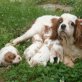 Cavalier King Charles Spaniel Welpen - Rüde