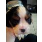 Cavalier King Charles Spaniel Welpen - Rüde