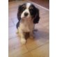 Cavalier King Charles Spaniel Welpen - Rüde