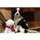 Cavalier King Charles Spaniel Welpen - Rüde