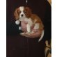Cavalier King Charles Spaniel Welpen - Rüde