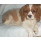 Cavalier King Charles Spaniel Welpen - Rüde