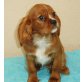 Cavalier King Charles Spaniel Welpen - Rüde