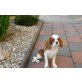 Cavalier King Charles Spaniel Welpen - Rüde