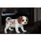 Cavalier King Charles Spaniel Welpen - Rüde