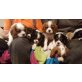 Cavalier King Charles Spaniel Welpen - Rüde