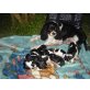 Cavalier King Charles Spaniel Welpen - Rüde
