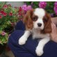Cavalier King Charles Spaniel Welpen - Rüde
