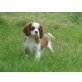 Cavalier King Charles Spaniel Welpen - Rüde