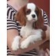 Cavalier King Charles Spaniel Welpen - Rüde