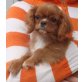 Cavalier King Charles Spaniel Welpen - Rüde