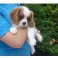 Cavalier King Charles Spaniel Welpen - Rüde