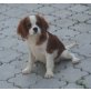 Cavalier King Charles Spaniel Welpen - Rüde