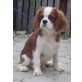 Cavalier King Charles Spaniel Welpen - Rüde