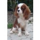 Cavalier King Charles Spaniel Welpen - Rüde