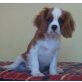 Cavalier King Charles Spaniel Welpen - Rüde