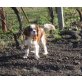 Cavalier King Charles Spaniel Welpen - Rüde