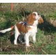 Cavalier King Charles Spaniel Welpen - Rüde