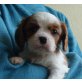 Cavalier King Charles Spaniel Welpen - Rüde
