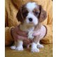 Cavalier King Charles Spaniel Welpen - Rüde