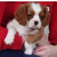 Cavalier King Charles Spaniel Welpen - Rüde