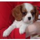 Cavalier King Charles Spaniel Welpen - Rüde