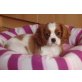 Cavalier King Charles Spaniel Welpen - Rüde