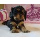 Cavalier King Charles Spaniel Welpen - Rüde