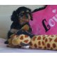 Cavalier King Charles Spaniel Welpen - Rüde