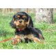 Cavalier King Charles Spaniel Welpen - Rüde