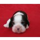 Cavalier King Charles Spaniel Welpen - Rüde