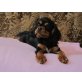 Cavalier King Charles Spaniel Welpen - Rüde
