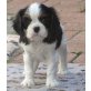 Cavalier King Charles Spaniel Welpen - Rüde