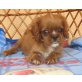 Cavalier King Charles Spaniel Welpen - Rüde