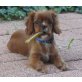 Cavalier King Charles Spaniel Welpen - Rüde