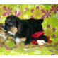 Cavalier King Charles Spaniel und ??? Welpen - Rüde