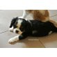 Cavalier King Charles Spaniel von Ebenthal, Cavalier King Charles Spaniel Welpen - Hündin