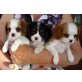 Cavalier King Charles Spaniel von Ebenthal, W, Cavalier King Charles Spaniel Welpen - Rüde